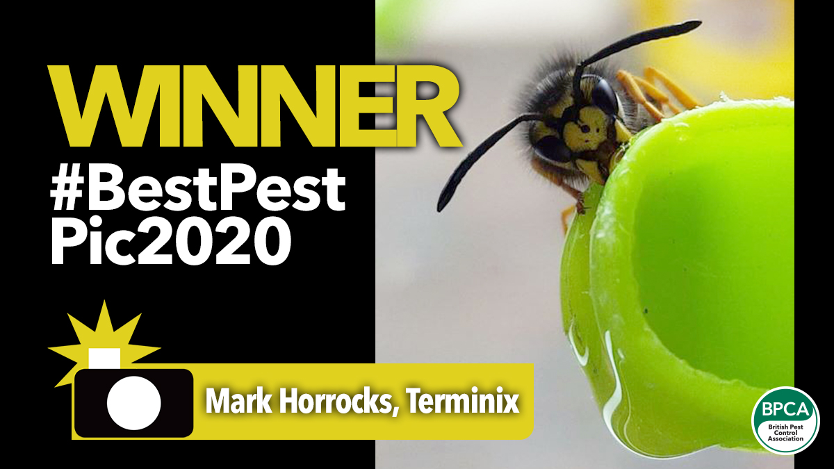 bestpestpic2020 winner announced